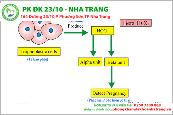 Xét nghiệm hCG